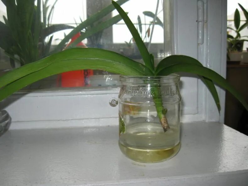 Как орхидеи нарастить корни в домашних условиях
