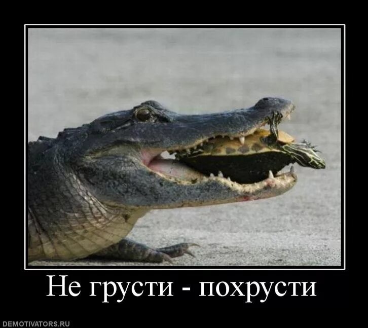Никогда не было грусти. Не грусти ПОХРУСТИ. Смешной крокодил. Крокодил прикол. Крокодил демотиватор.