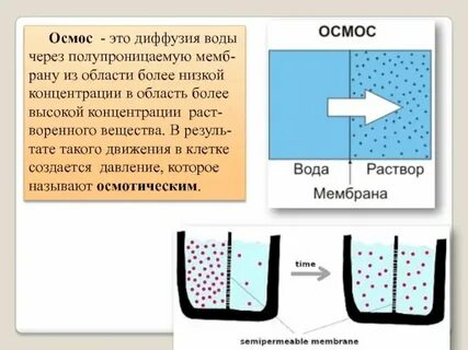 Осмос через мембрану клетки