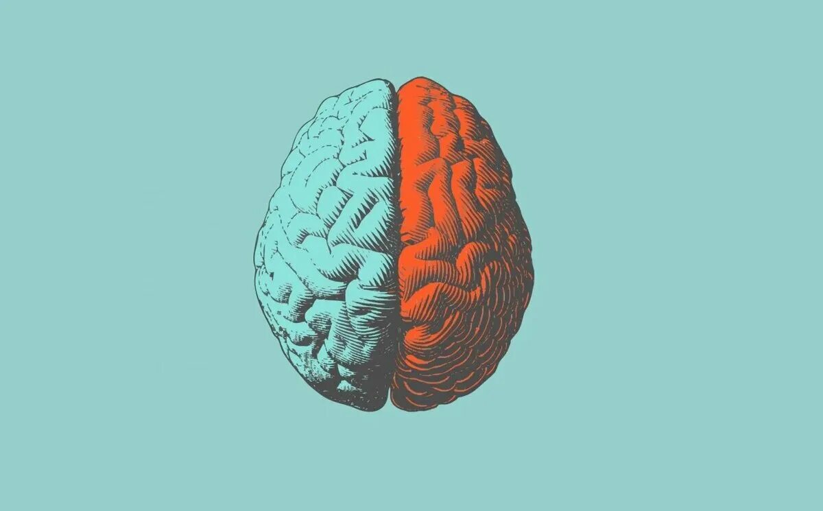 Полушария мозга распознавание лиц. Пустое пространство в мозгу. Мозг иллюстрация с текстом. Мозговой Фреш.