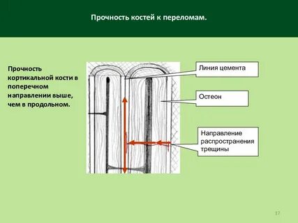 Прочность кости