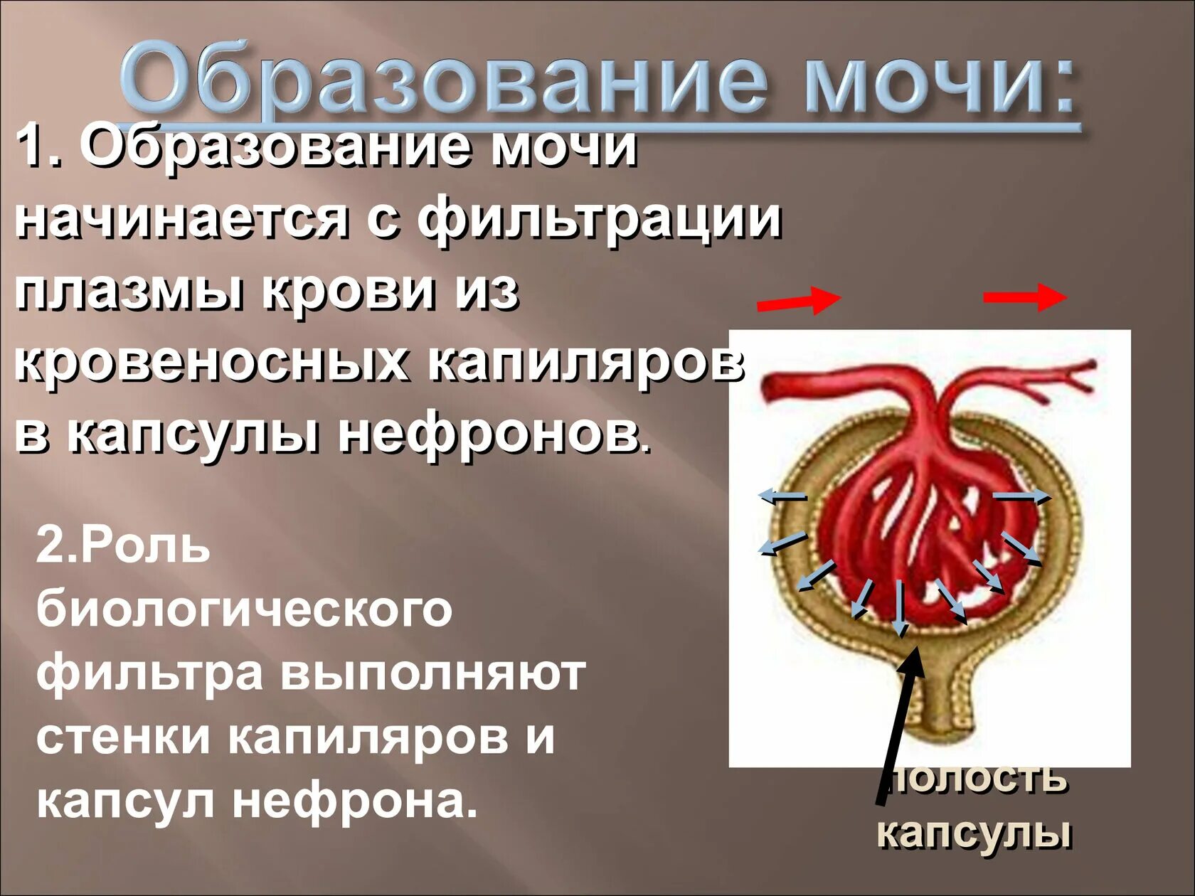 Моча которая образуется в капсуле нефрона. Процесс образования мочи. Этапы образования мочи. Процесс образования первичной мочи. Механизм образования мочи.