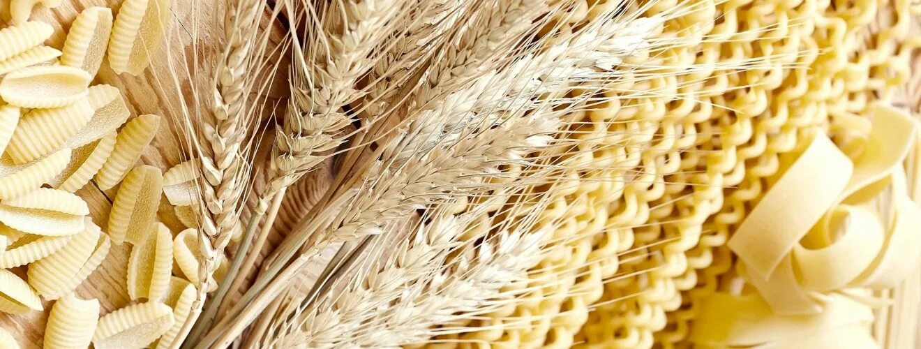 Пшеница макароны. Колос яровой пшеницы. Колосья пшеницы. Пшеница дурум. Пшеница.