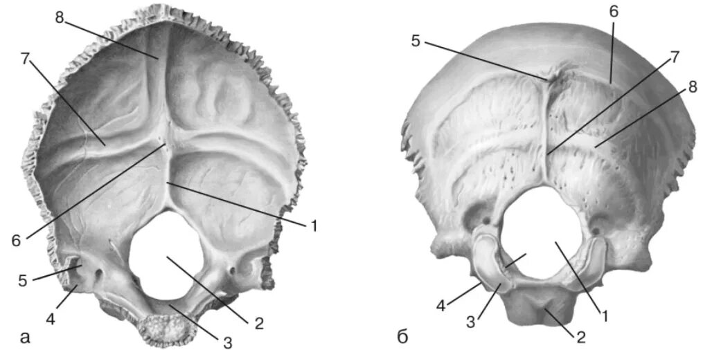 Кости черепа затылочная кость. Затылочная кость анатомия. Затылочная кость os occipitale. Затылочная кость снаружи и внутри.