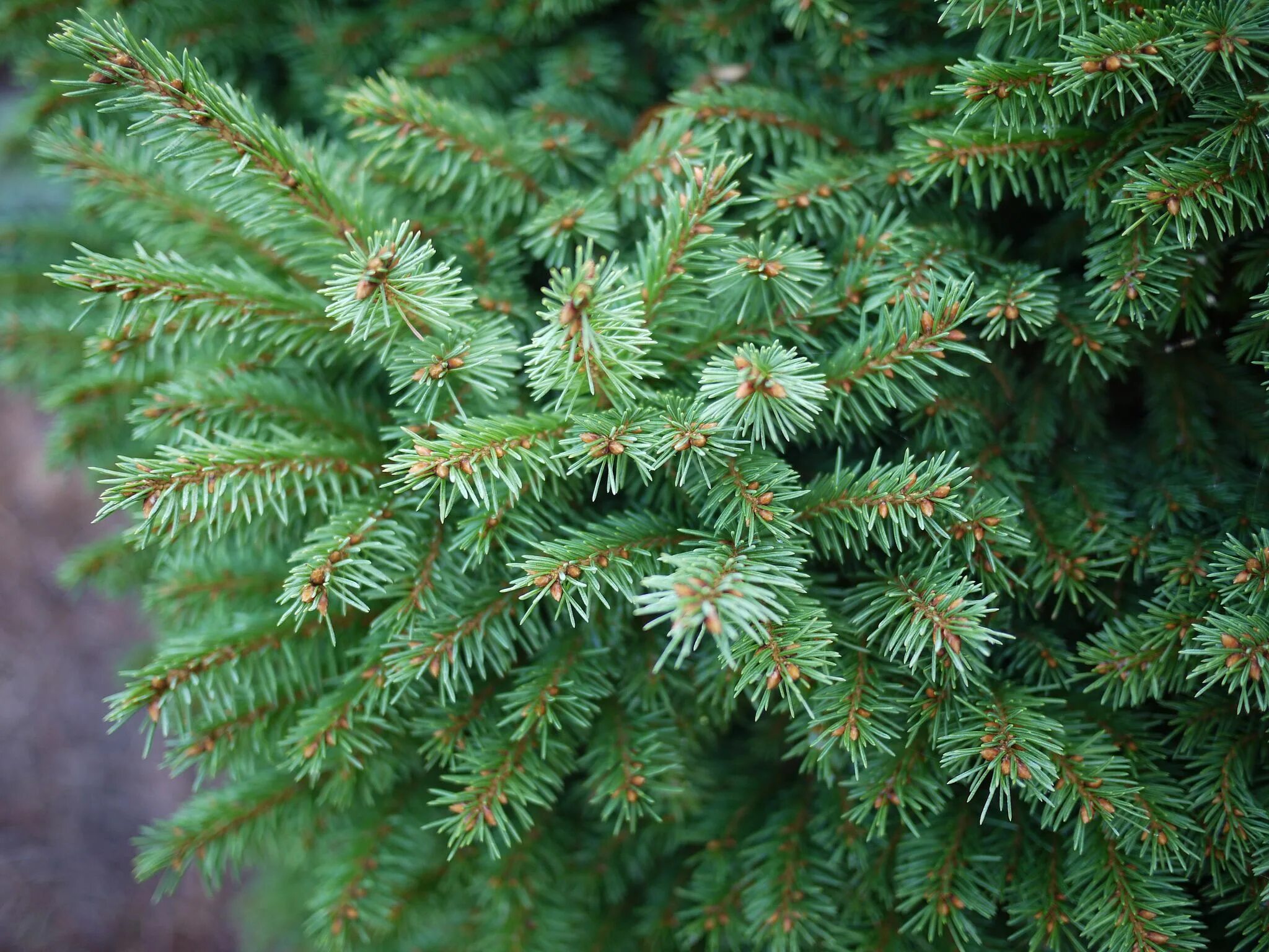 Хвойная елка. Picea Abies дерево. Ель Сибирская Picea obovata. Picea Abies (Norway Spruce. Picea Mariana сосна.