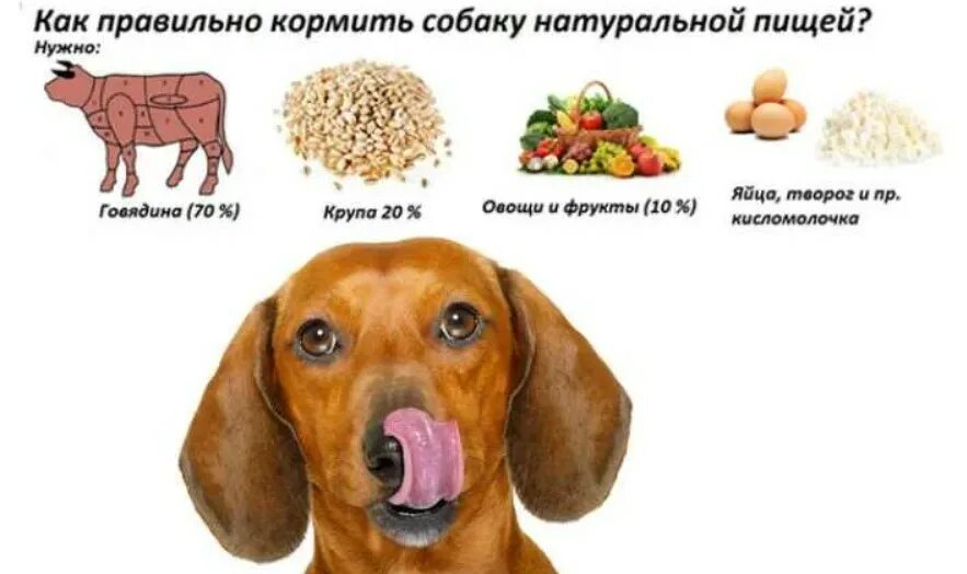 Пища собак. Что нельзя собакам. Полезные продукты для собак. Овощи полезные для собак. Можна давать