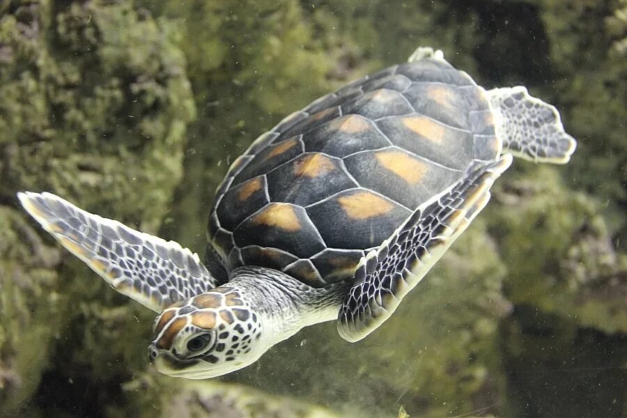 Южноамериканская килевая черепаха. Черепаха водоплавающая. Морская черепаха. Водные черепахи.