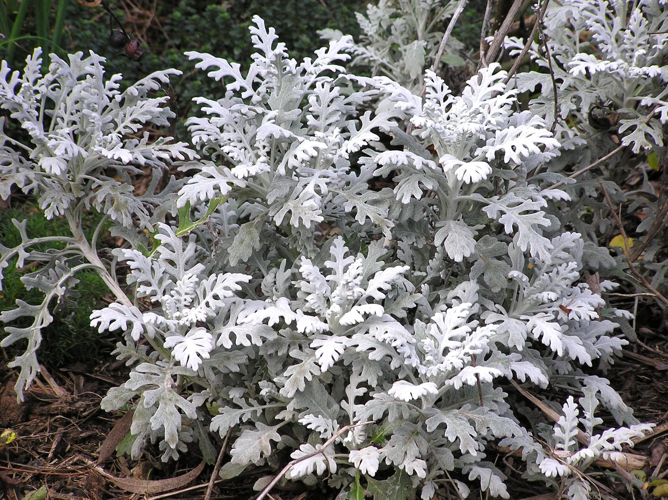 Цинерария Приморская. Цинерария Приморская silverdust. Цинерария Приморская (Senecio cineraria). Цинерария серебристая Полынь.