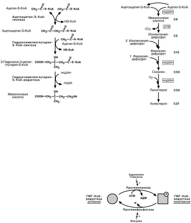 Коа 5. Регуляция активности ГМГ-КОА-редуктазы схема. Активаторы гидроксиметилглутарил-КОА-редуктазы. 3-Гидрокси-3-метилглутарил-КОА-редуктазы. Гидроксиметилглутарил-КОА-редуктазы.