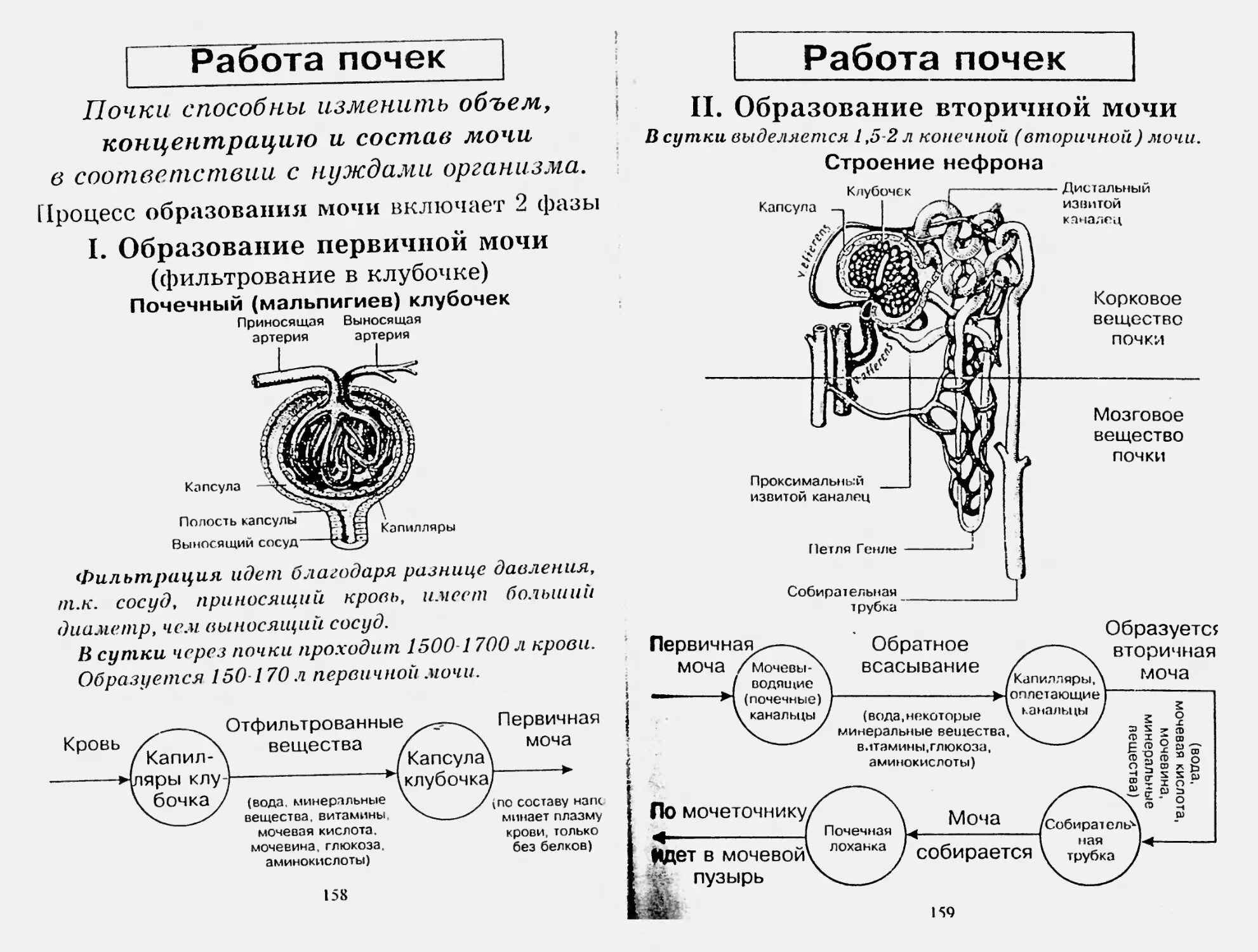 Моча 8 класс