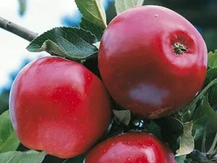 Яблоки зимние красные сорта названия