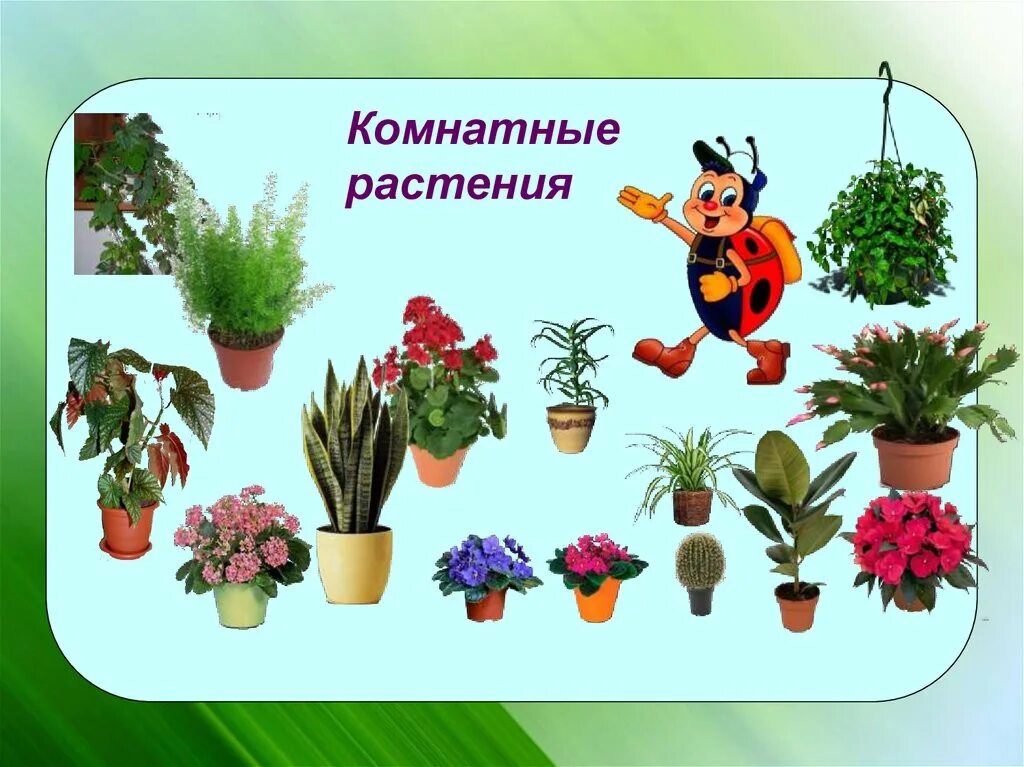 Название комнатных растений в детском саду. Комнатные растения названия. Картотека комнатных растений колеус. Комнатные растения для дошкольников. Комнатные цветы в старшей группе.