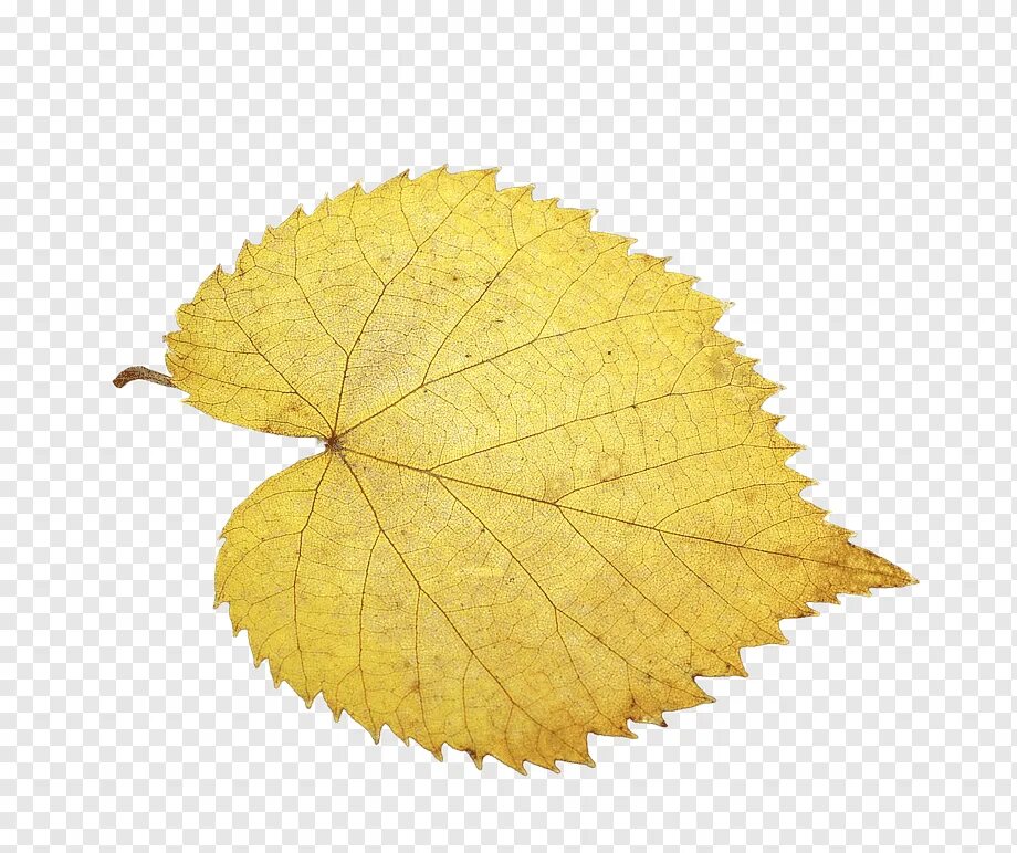 Как выглядит лист липы осенью Gold Leaf 4k nature wallpapers, leaf wallpapers, hd-wallpapers, gold wallpapers,