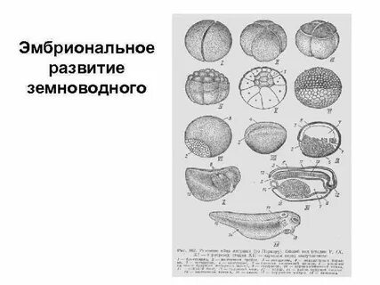 Зародыш эмбрионального периода
