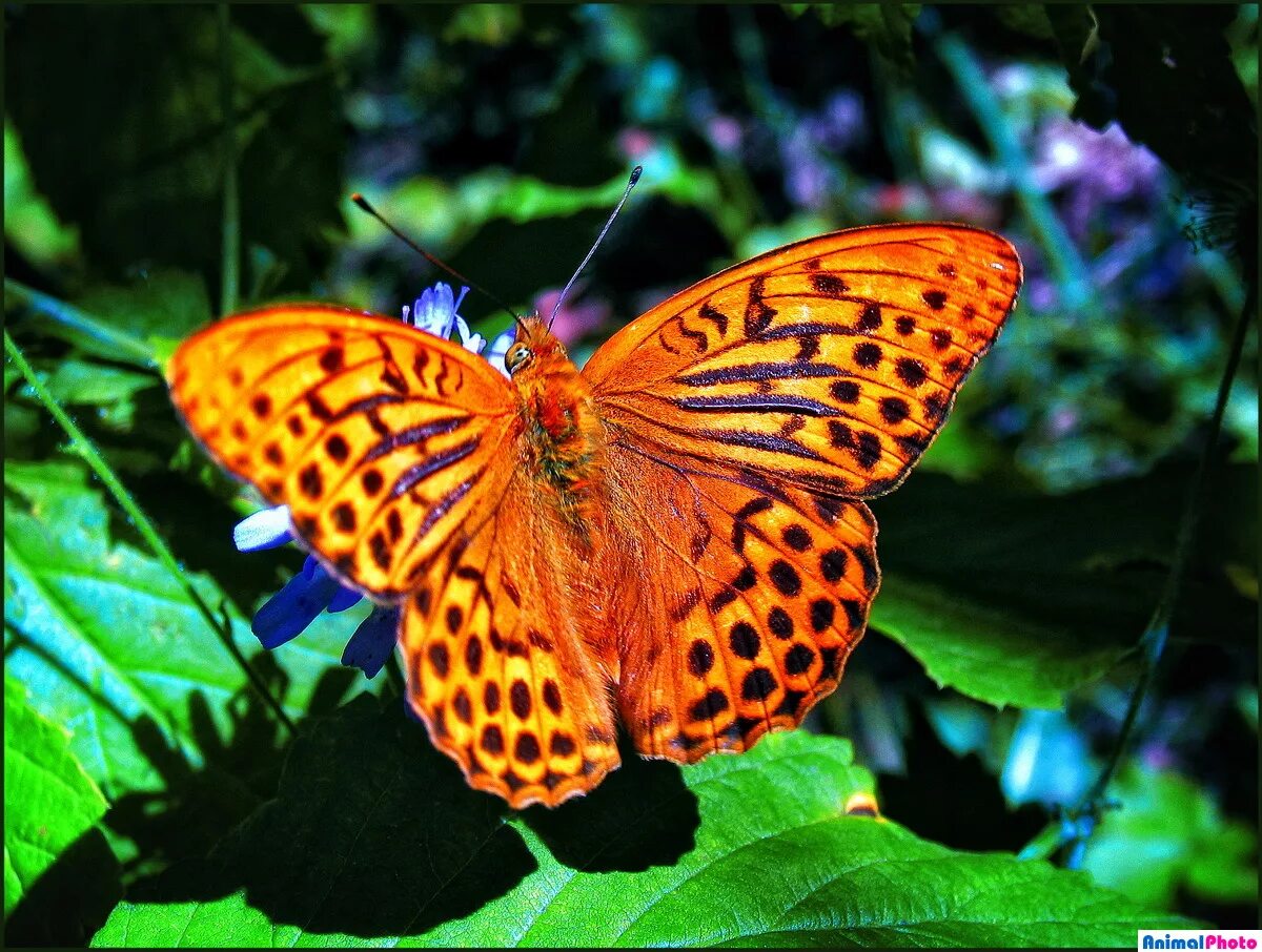 Nymphalis polychloros. бабочка нимфалида. бабочка нимфалида. бабочка нимфалида. нимфалида орифия бабочка.
