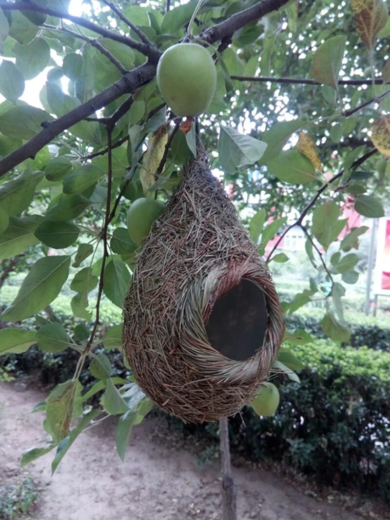 Plant nest. Висячее гнездо. Висячие птичьи гнезда. Висячие гнезда птиц на деревьях. Круглое гнездо.