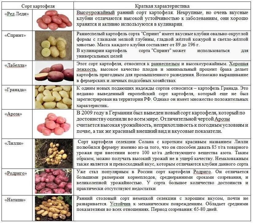 Какой сорт ранних. Характеристики сортов картофеля таблица. сорта картофеля таблица с описанием. сравнение сортов картофеля таблица. классификация картофеля по сортам.