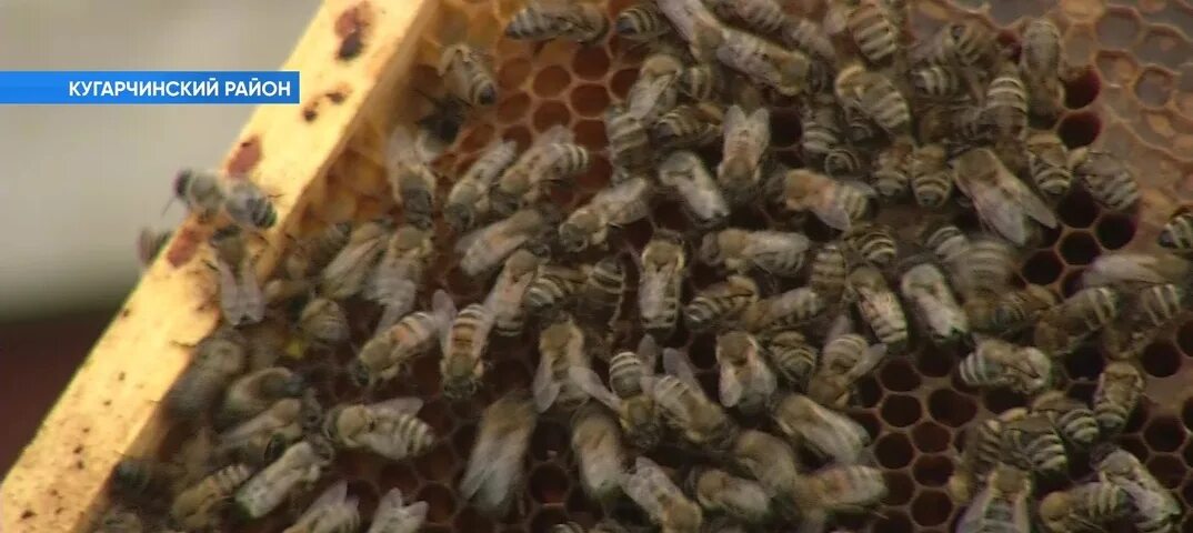 Пчелы гибнут. Шелкопряд в Башкирии в 2023. Пчелы Башкирии. Шелкопряд в Башкирии. Гибель пчел.