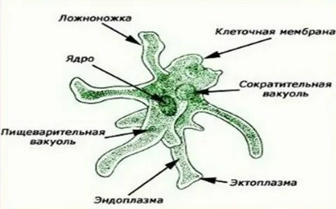 Амеба имеет два ядра