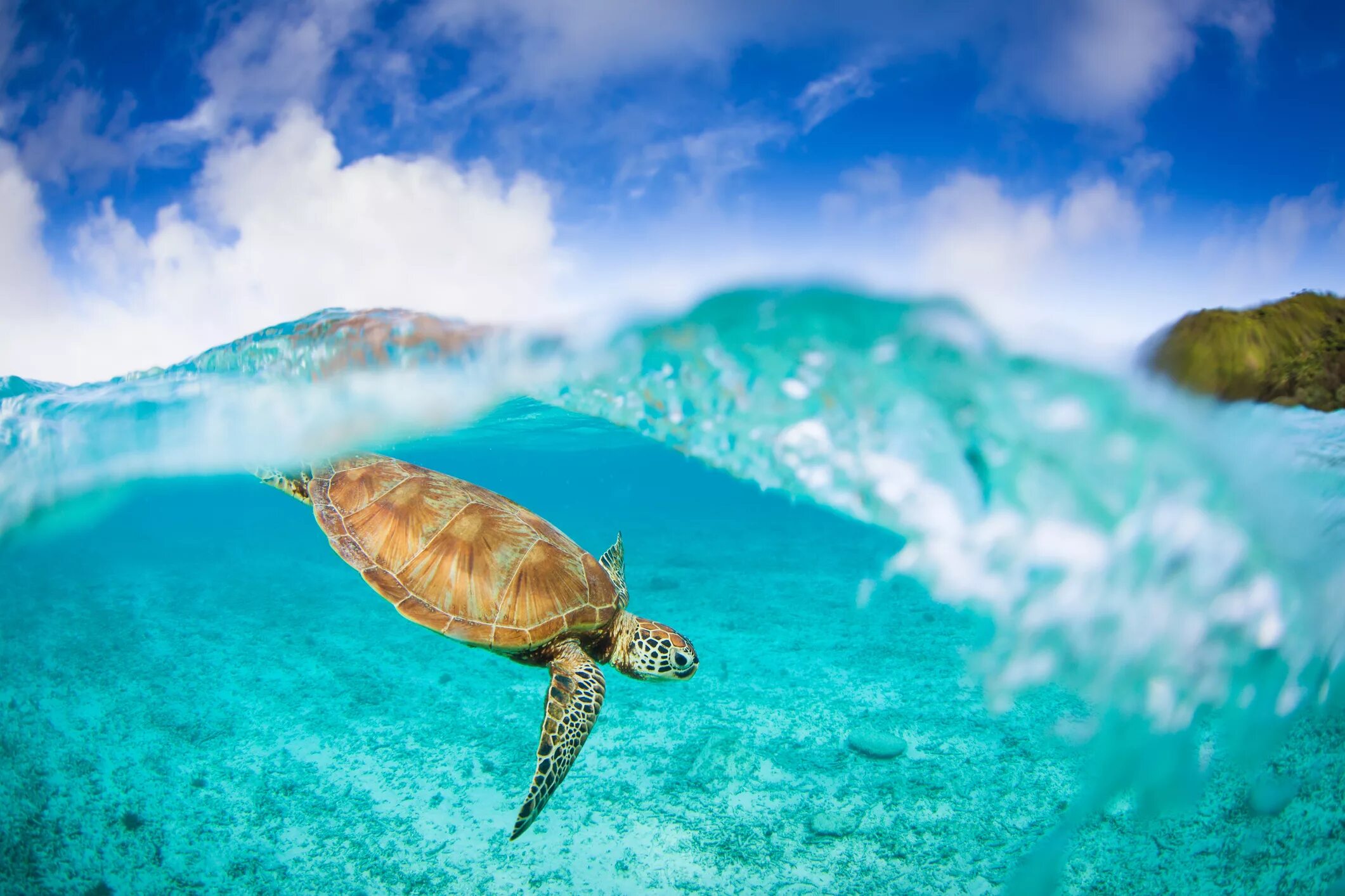 Остров тартл (Черепаший остров). Морская черепаха и Черепашата. Море черепаха. Черепаха в океане.