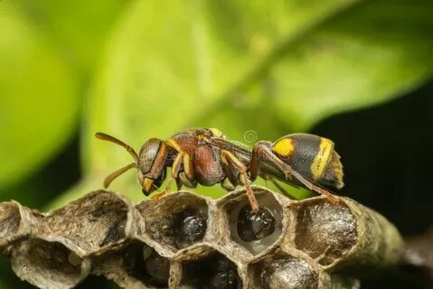 Bees ants