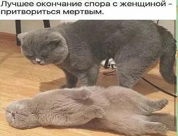 Нелепо спорить говорить непонятно впр 8 класс