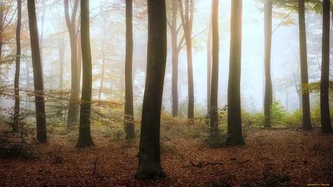 Forest beige