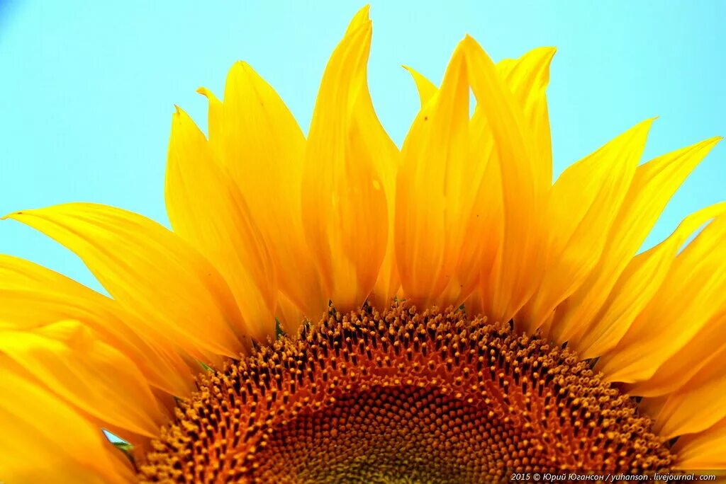 Короткая информация на тему цветок солнца - подсолнечник. Подсолнух времени. Кусочек лета. Подсолнух жовто блакитний. Желтое поле с подсолнухами небо.