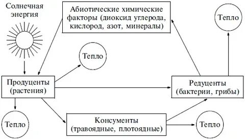 Редуценты используют энергию
