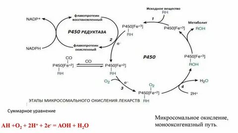 Биохимия окисления