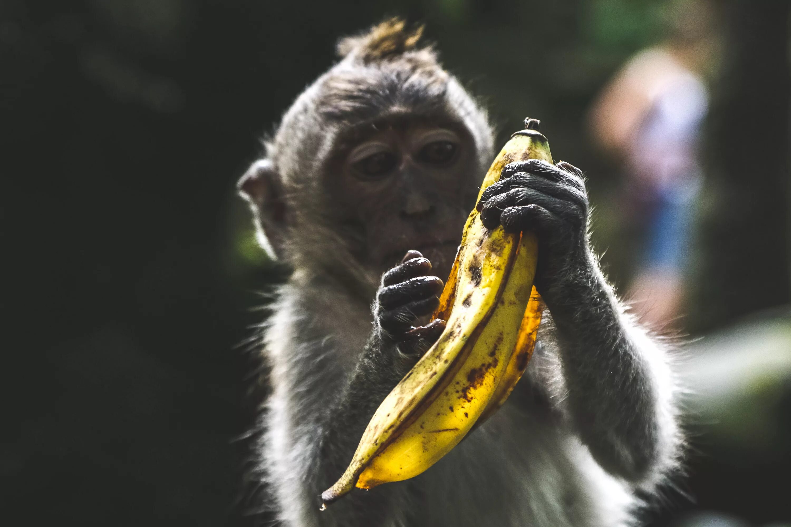 Обезьяна подавилася бананом. Обезьяна с бананом. Бибизьяна с бонаном. Obezyano s bansnom. Шимпанзе с бананом.
