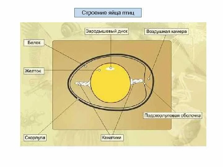 Функции оболочек яйца. Строение яйца птицы. Строение яйца птицы халазы. Строение оболочки яйца птицы ЕГЭ. Внутренне строение яйца птицы.