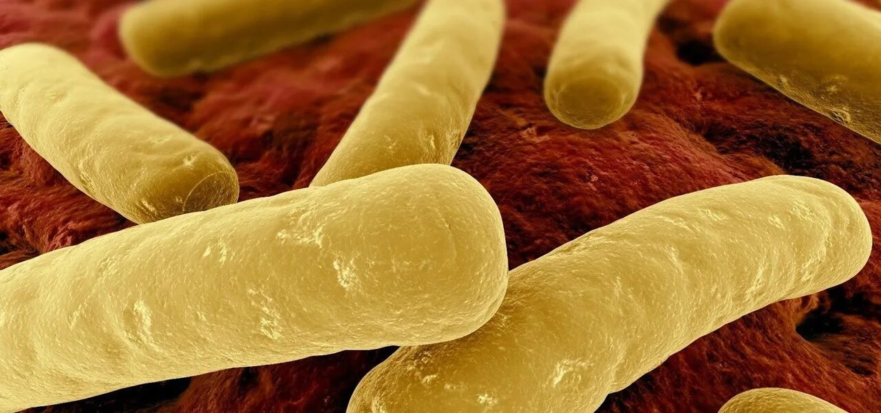 Клостридии бактерии. Клостридия ботулинум. Патогенные микроорганизмы клостридии.