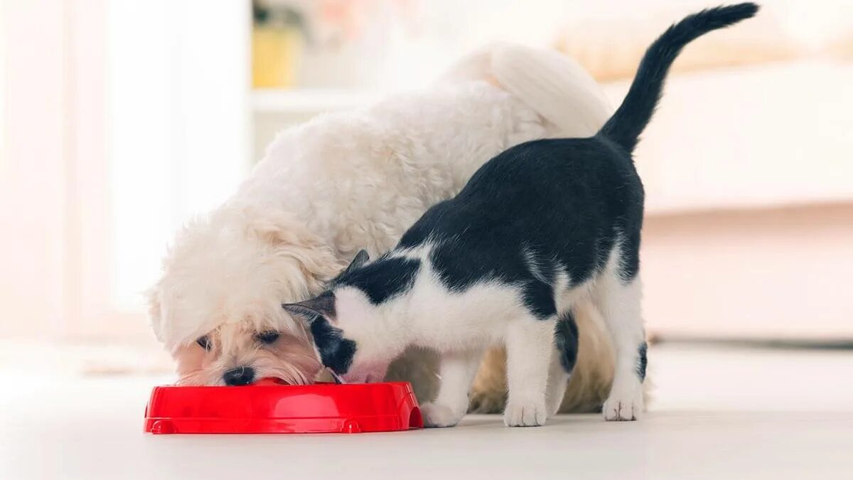 Можно ли давать котам собакам