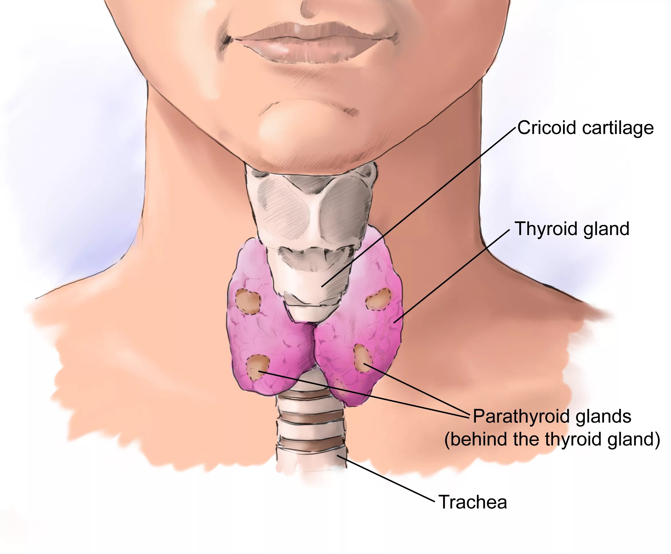 Parathyroid Surgery - ENT Clinic