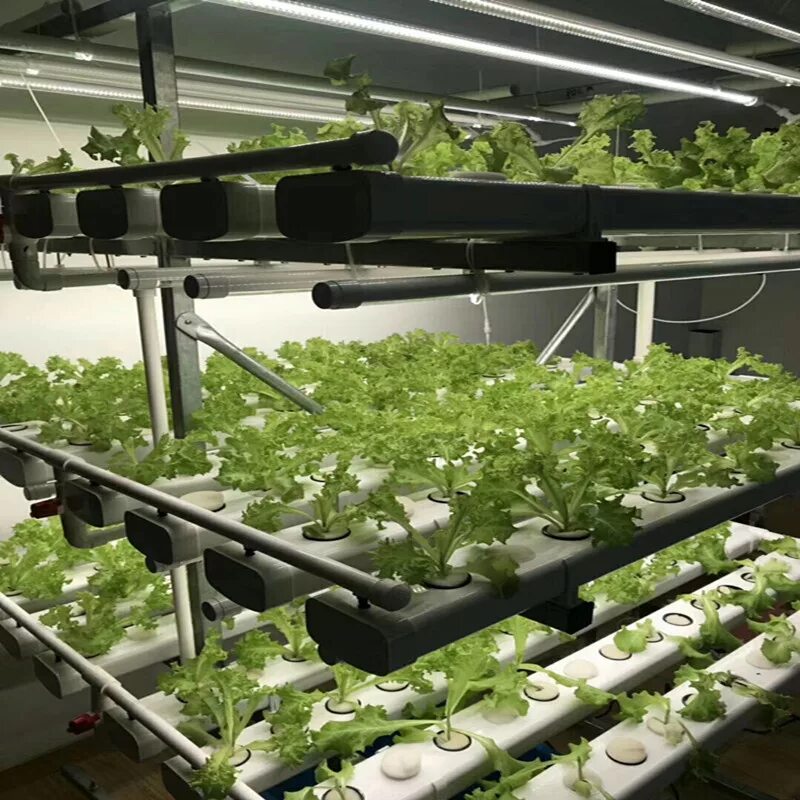 теплица для зелени. Green house гидропоника. аквапоника канабис. выращивание пищевого. Bowery farming вертикальная ферма.