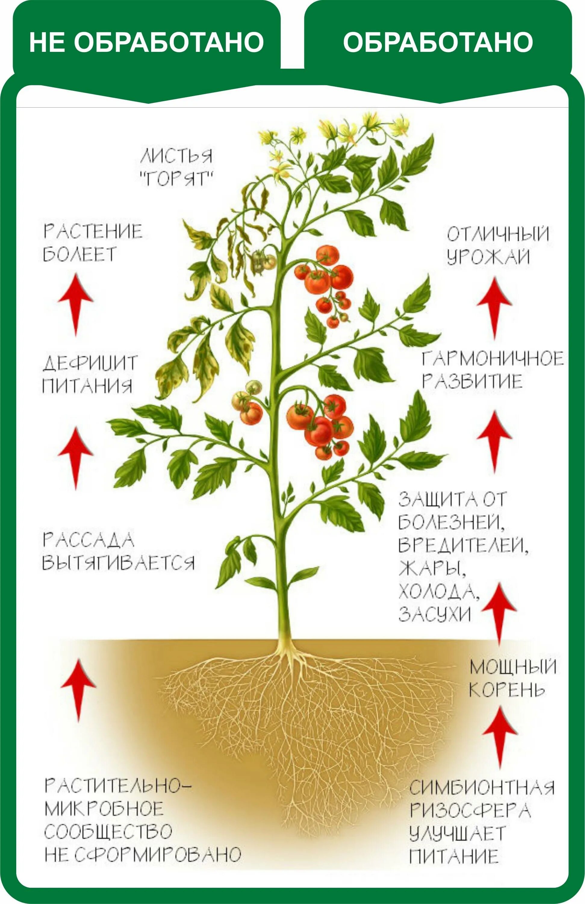 Регуляторы роста растений классификация. Строение куста томата. Стимуляторы и регуляторы роста растений. Регуляторы роста и развития растений. Влияние фитогормонов на рост