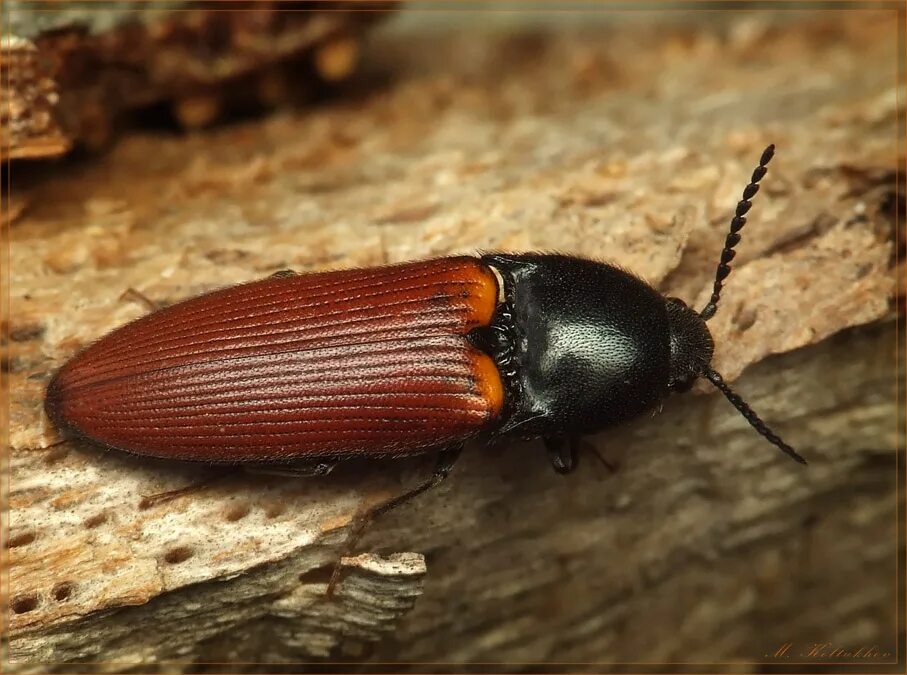 Щелкун Selatosomus (Pristilophus) melancholicus alpestris (Menetries, 1832) ав