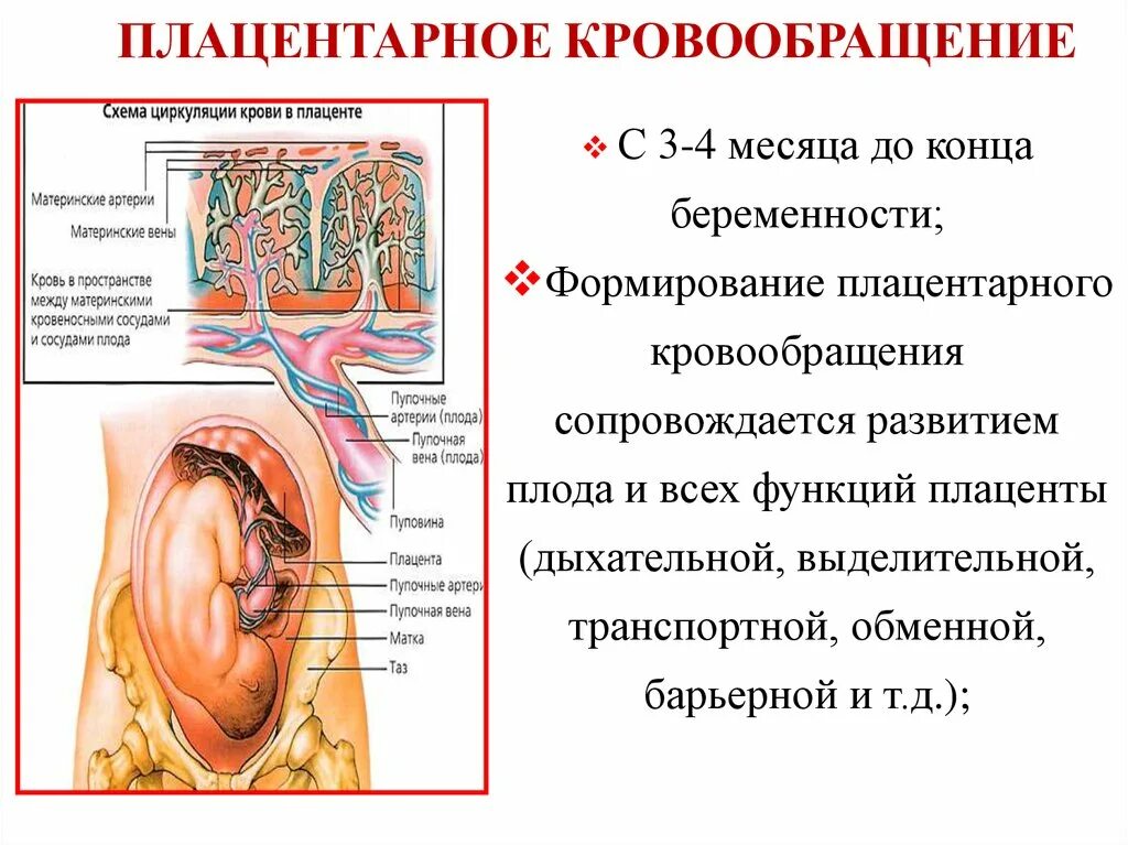 Плодово плацентарного. Маточно-плацентарное кровообращение. Принцип маточно плацентарного кровообращения. Маточно-плацентарное кровообращение схема. Маточно-плацентарный кровоток схема.