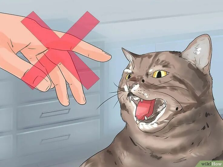 Your cat s. WIKIHOW кошки. Your_Cat. Cat hissing. Кот пиарщик.