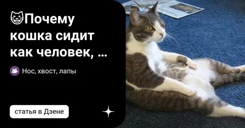 Почему кот сидит в ванной
