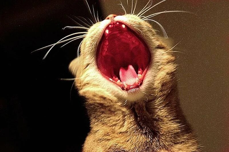 Орущий кот. Орущий кот. Бешеный кот. Орать. Кричащая белая кошка.