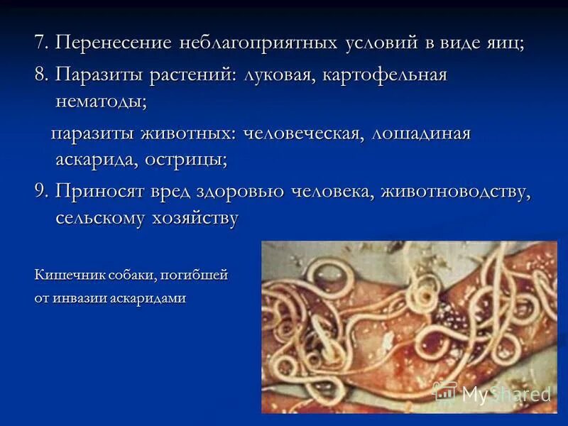 Систематическое положение аскариды человеческой. Систематическое положение аскариды. Систематическое положение аскариды. Систематическое положение аскариды. Систематическое положение аскариды.