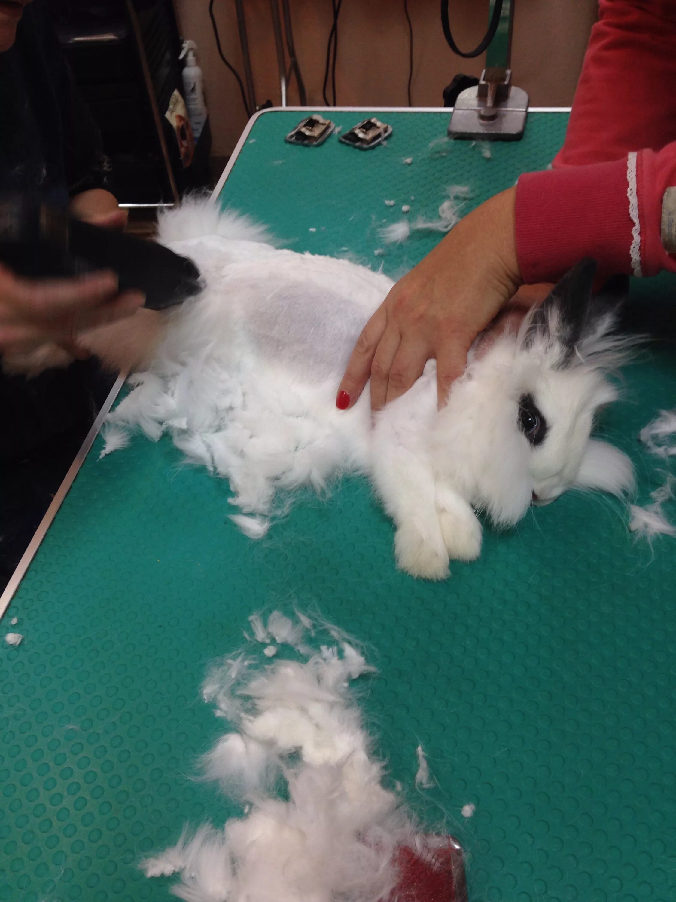 Можно ли мыть кролика декоративного. Ангорский кролик стрижка. Ангорский кролик сдирание шерсти. Груминг кролика. Ангорский кролик стриженный.