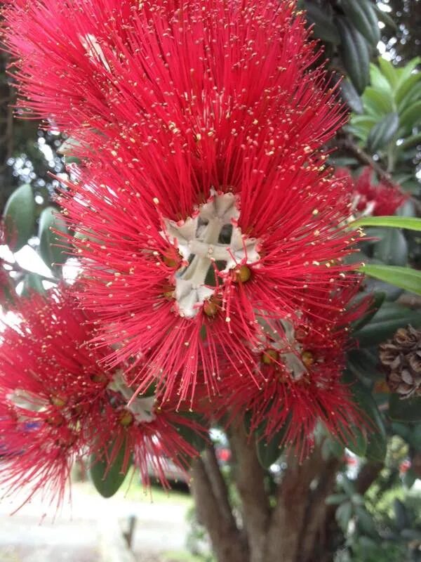 Цветок расцветает раз в год. Новая Зеландия цветы Похутукава. Цветок кровь Иисуса Христа новая Зеландия. Похутукава цветок. Метросидерос зонтичный.