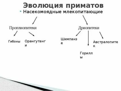 Стадии развития племен