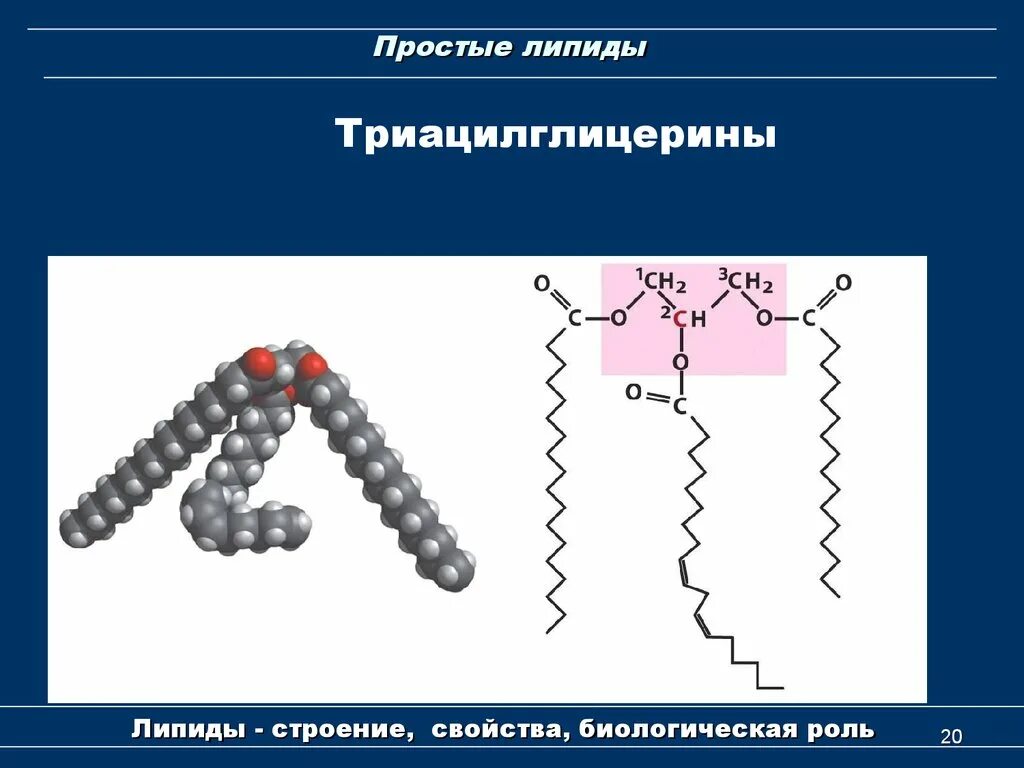 Строение простых липидов. Химическая структура липидов. Строение молекулы липида. Простые липиды.