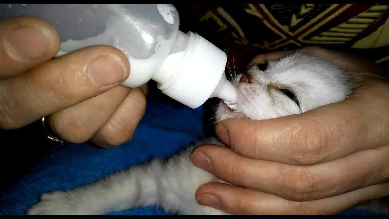 У кошки нет молока чем кормить котят. Кормление котят. соска на шприц для котят. кошка с соской. приспособление для кормления котят.