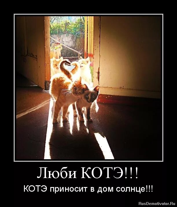 коты демотиваторы. коте демотиваторы. кот демотиватор. демотиваторы с котиками. демотиваторы с котами прикольные.