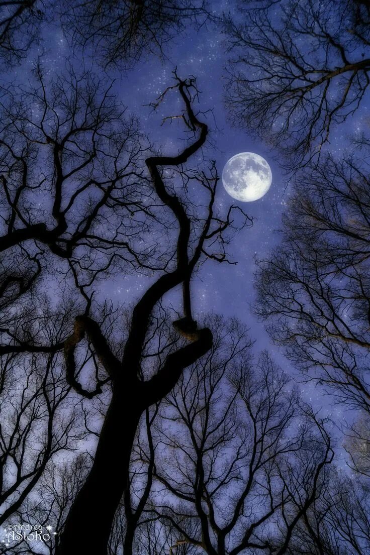 Луна сквозь деревья. Лунные деревья. Дерево ночью. Ночь Луна дерево. Дерево под луной.